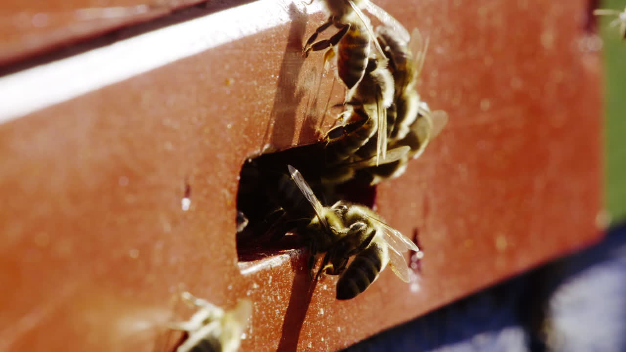 Bees Entering a Beehive