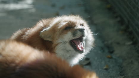 Fox-Howling-While-Lying-On-The-Ground-At-Miyagi-Zao-Fox-Village-In-Japan