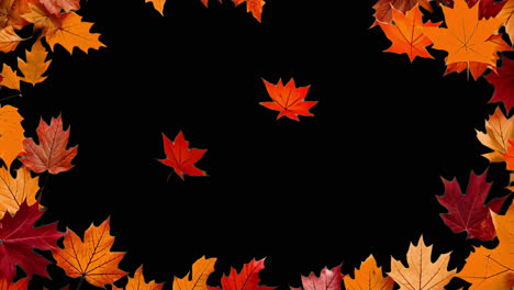 Autumn leaf frame animated overlay, transparent 4K video, alpha channel, ProRes 4444