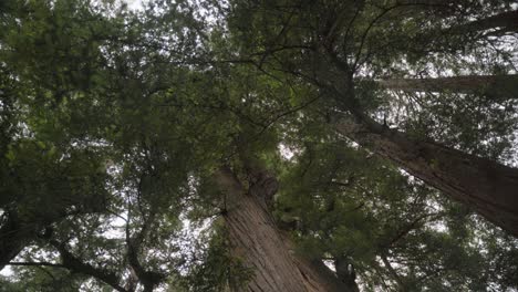 low-angle shot of a green forest