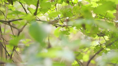 close up of the leaves of a kawakawa plant with focus pulling