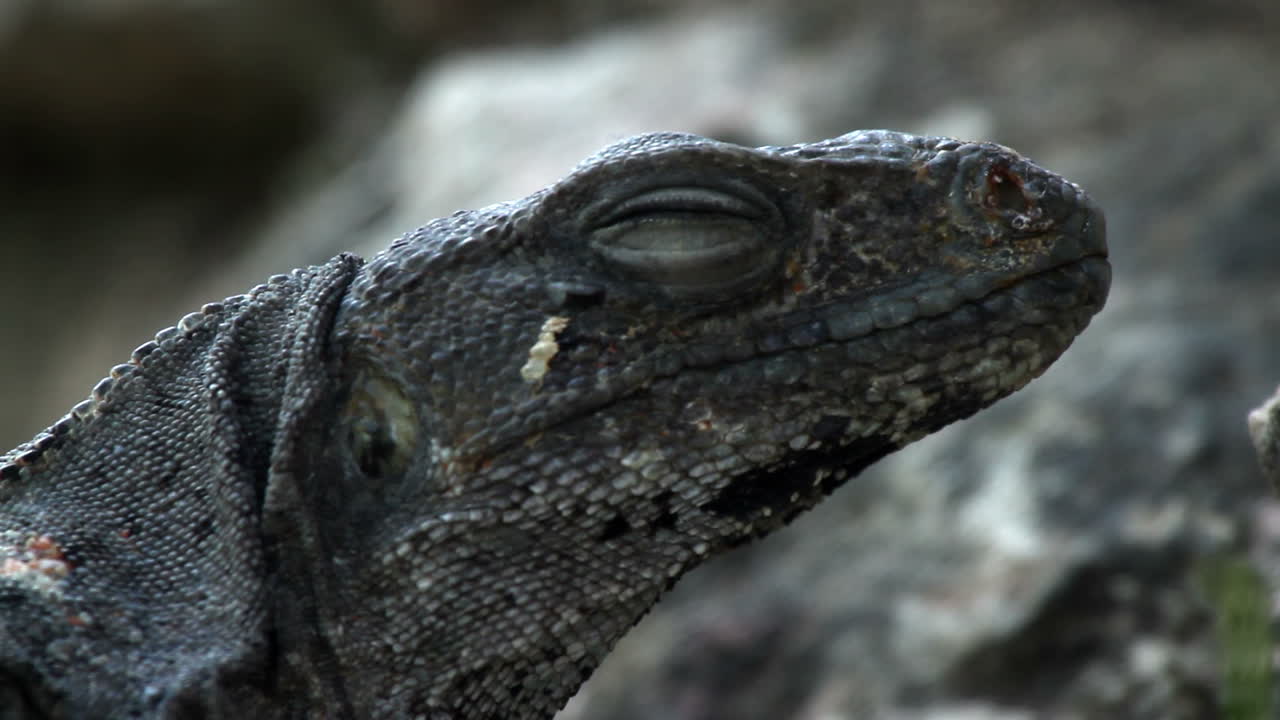 Free Stock Video - Iguana 14