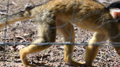 un mono pequeño con pelaje amarillo camina sobre la tierra cerca de una cerca de metal