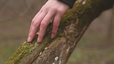 someone runs his fingers through the moss of a forest trunk