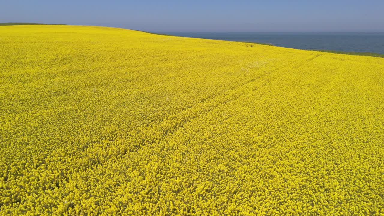 Aerial drone footage of bright yellow rapeseed fields contrasting with the blue ocean on the North Yorkshire coast in summer