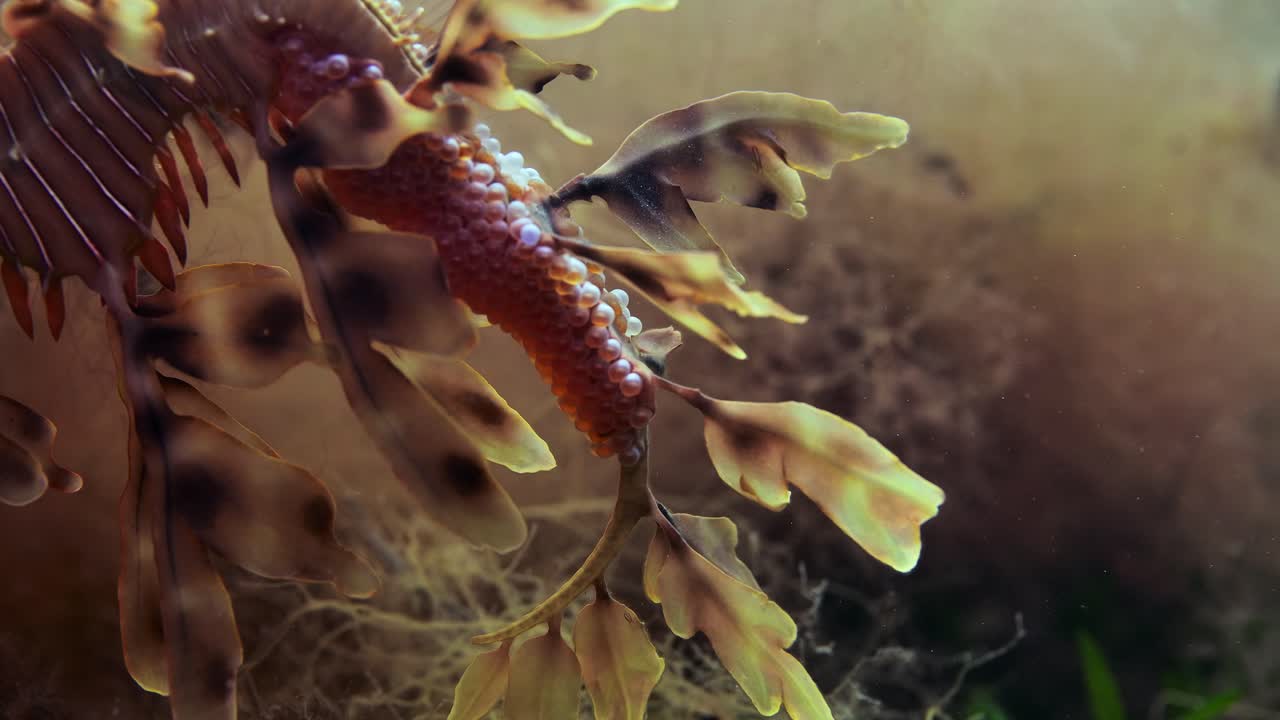dragón de mar frondoso con huevos macro primeros planos 4k cámara lenta