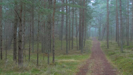 wild pine forest with green moss and heather under the trees, foggy overcast day with light mist, empty hiking trail, nordic woodland, baltic sea coast, mystic concept, wide handheld shot