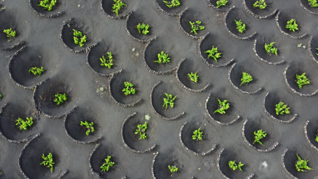 Vineyards plantation in Lanzarote with many circular volcanic stone protections on the ground