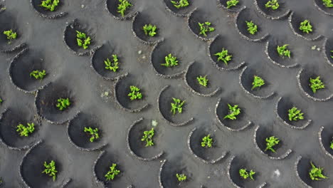 vineyards plantation in lanzarote with many circular volcanic stone protections on the ground