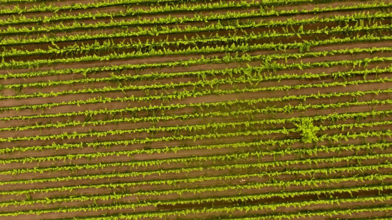 aéreo - viñedo en mendoza, cuyo, argentina, amplio tiro giratorio directamente arriba