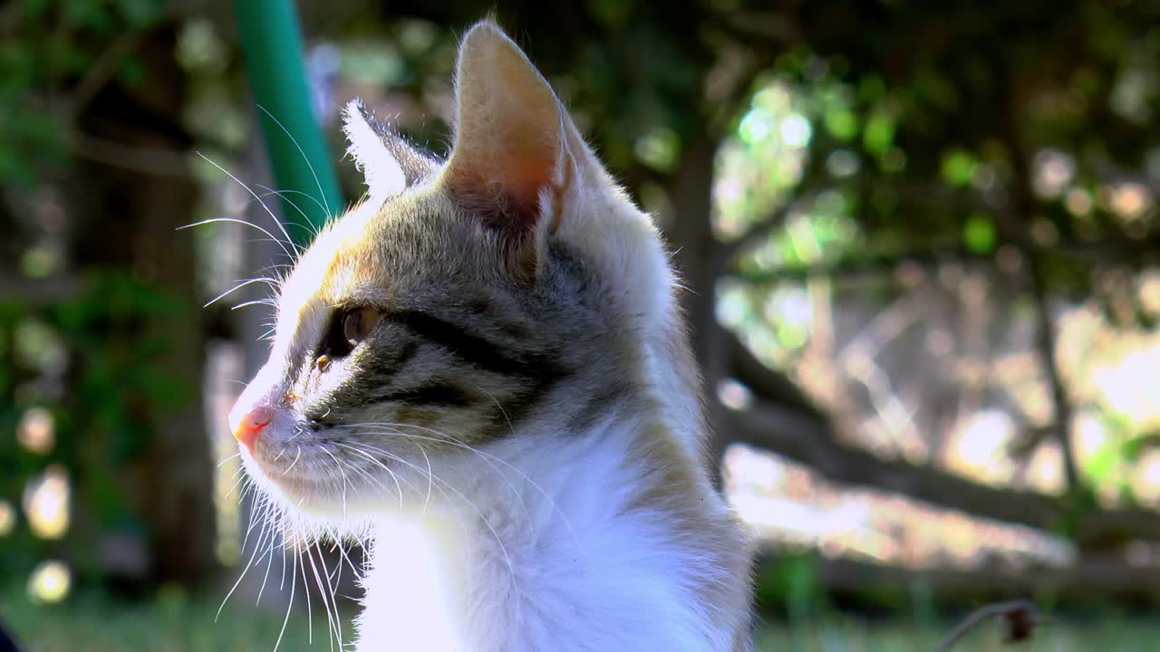 정원에 있는 옥양목 고양이는 카메라를 쳐다보고 가까이