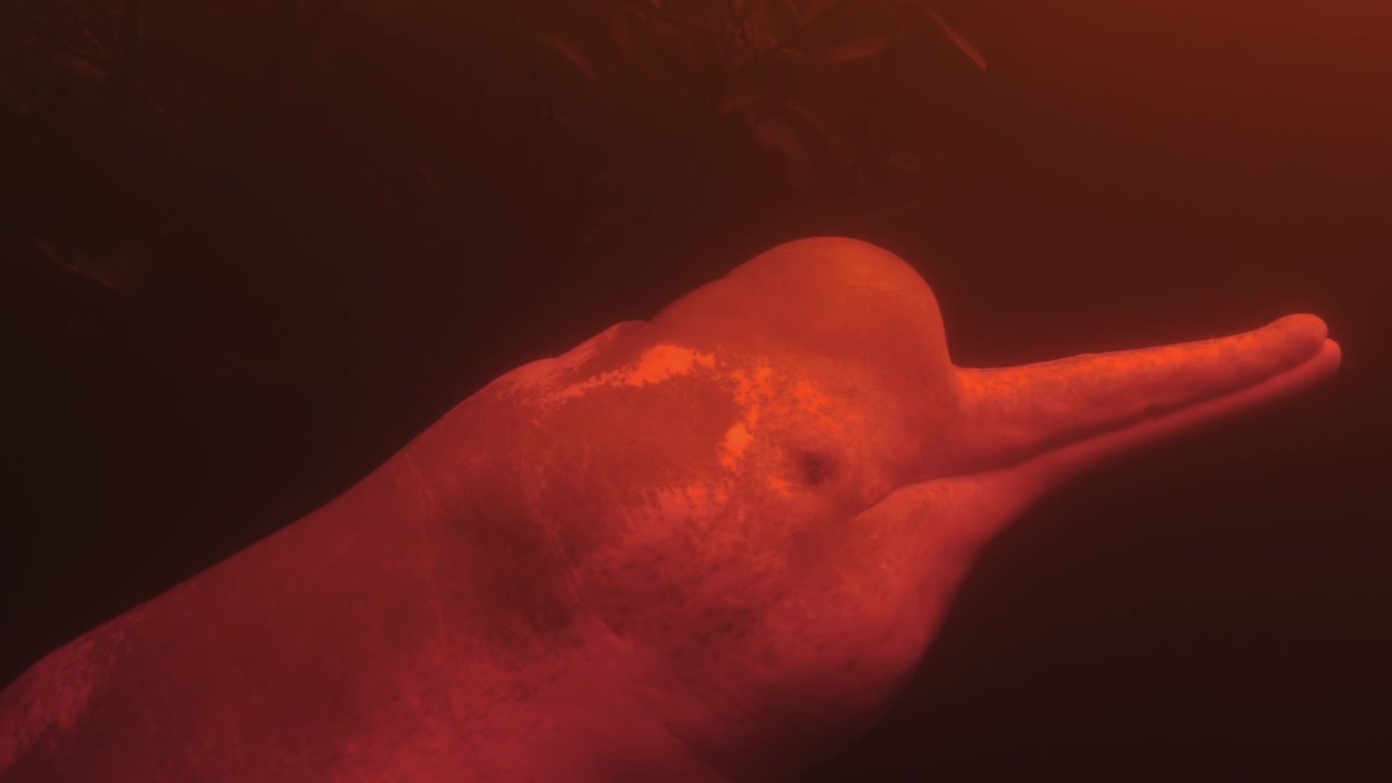 Ritratto subacqueo ravvicinato di un delfino di fiume amazzonico (Inia geoffrensis) illuminato da luce calda nelle acque scure della foresta pluviale amazzonica