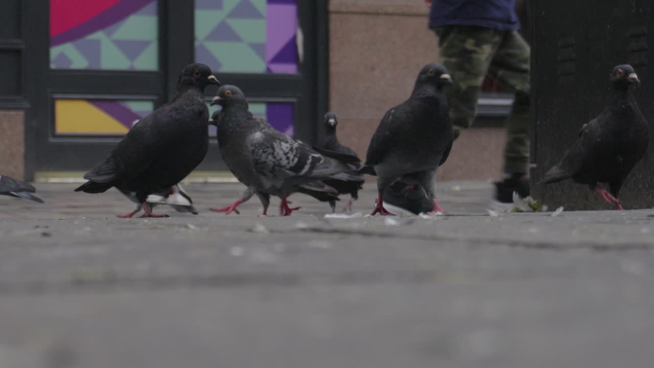 수백 마리의 비둘기가 도시의 한 지역을 침략하여 사람들이 지나가면서 혼란을 야기합니다.