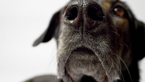 el perro de cerca.