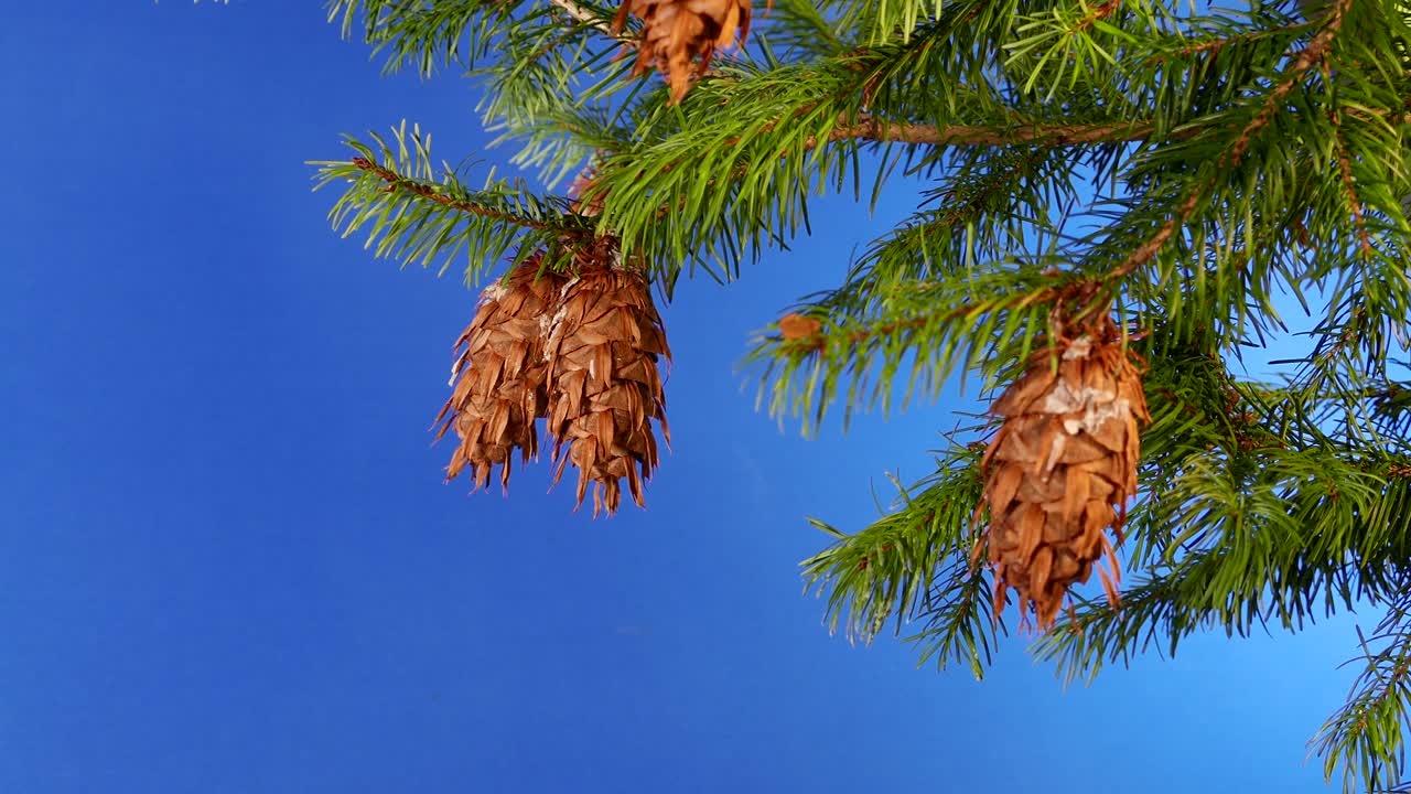 деталь ветви дерева с сосновым конусом - синий экран для композиции