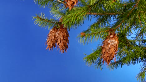 detalle de la rama del árbol con cono de pino - pantalla azul para la composición