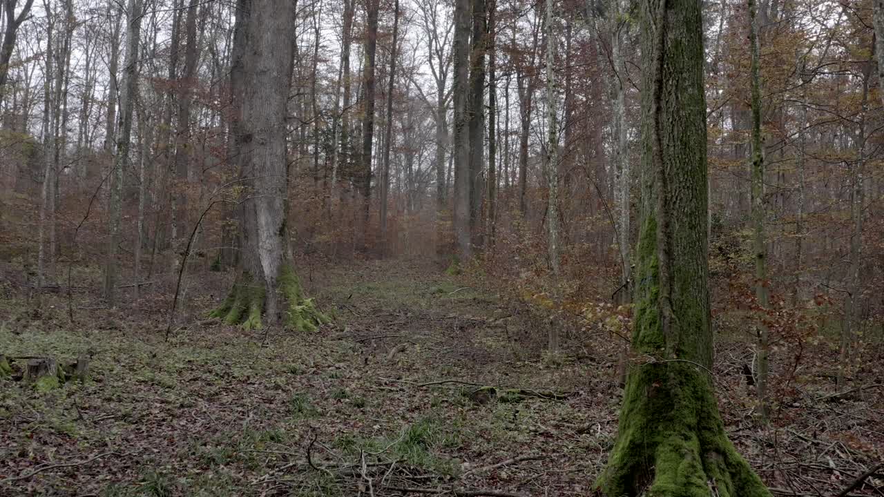 Flying through the woods in November in 4K