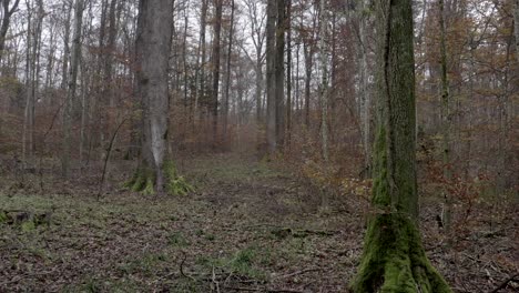 flying through the woods in november in 4k
