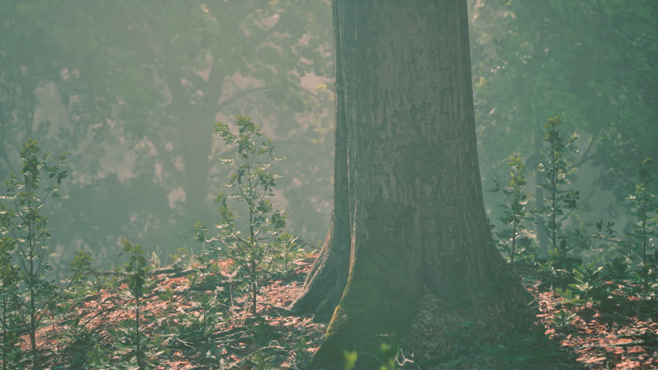 태양 광선이 상록한 숲의 나무 줄기를 통해 흐르고 있습니다.
