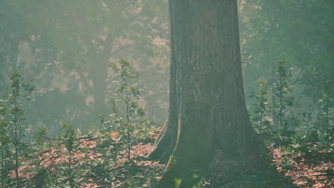 Sonnenstrahlen-Fließen-Durch-Die-Baumstämme-Des-Immergrünen-Waldes