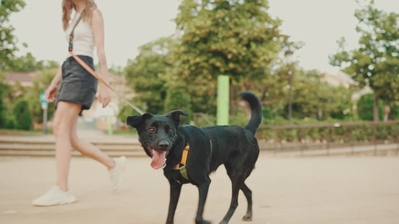 Passeggiate con il cane e jogging nel parco