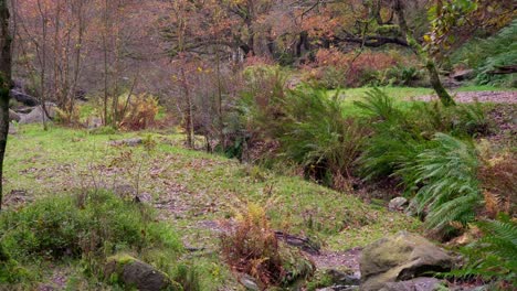 Peaceful-autumn-and-winter-woodland,-a-tranquil-stream,-golden-oaks,-and-fallen-leaves-in-a-leaf-covered-landscape