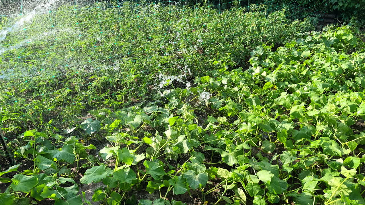 Somebody is watering the plants growing under the hot sun. The flow of water is directed on the vegetables .