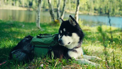 Alaskan-Malamute-Dog-Breed-Lying-Down-Near-Lakeshore-Mountain