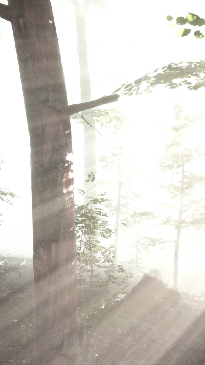 안개 숲의 빛