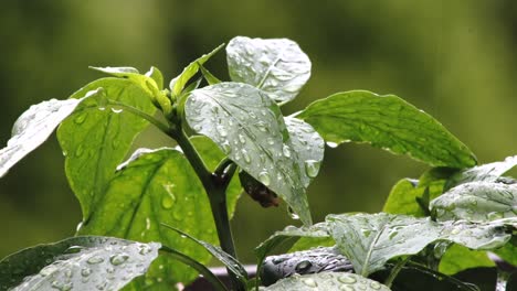 Close-up-of-green-plant-life,-wet-leaf-with-raindrops,-rain-droplets-of-water