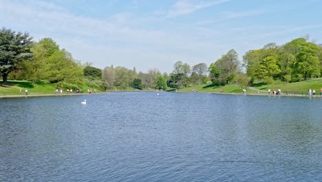 beautiful view of a english park on a summer day with swans and people enjoying the sunshine