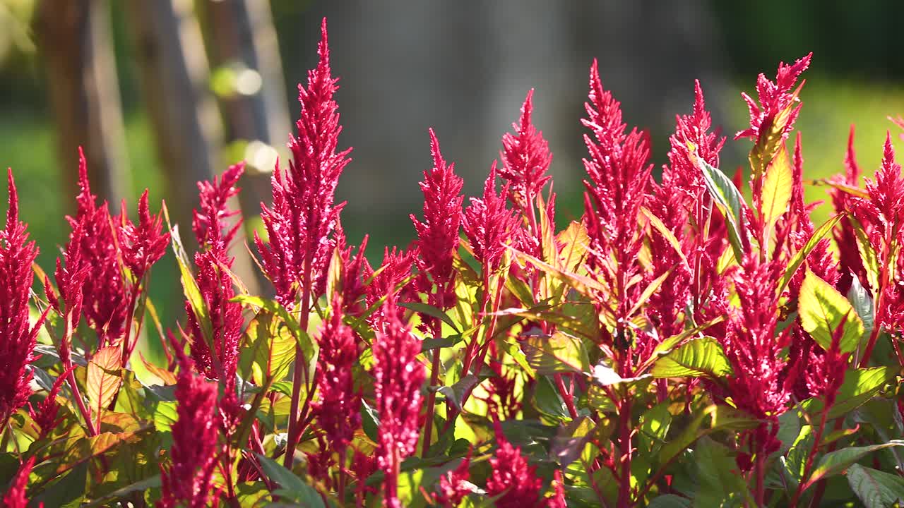 정원 에 있는 은 리 꽃