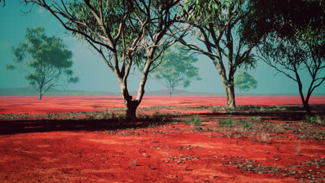 desert trees in plains of africa under clear sky and dry floor