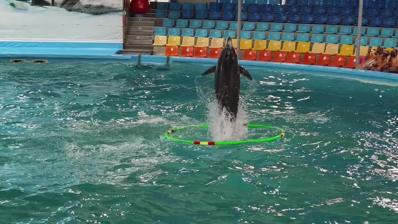 espectáculo de delfines en un acuario