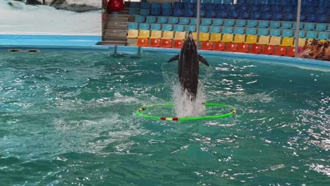 dolphin show at an aquarium