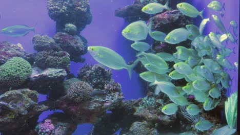 a group of colorful small fishes in a big aquarium