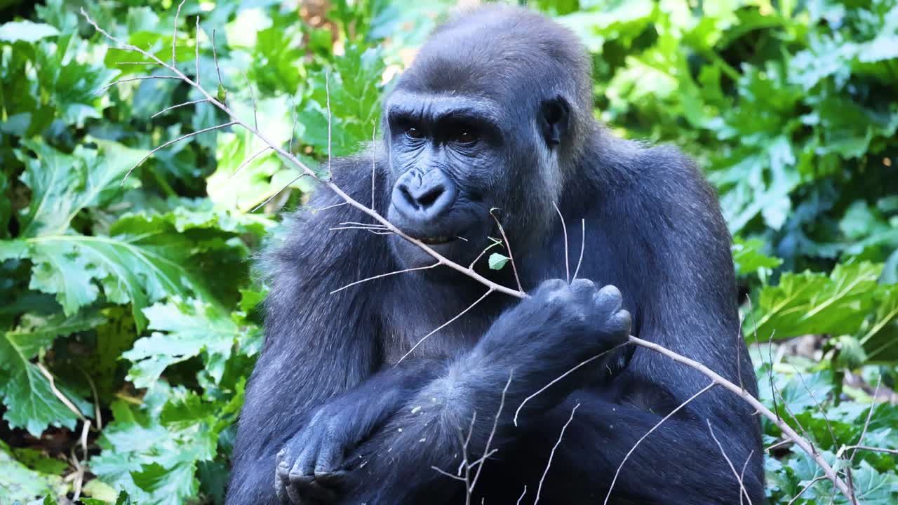 gorila comiendo hojas en un entorno exuberante