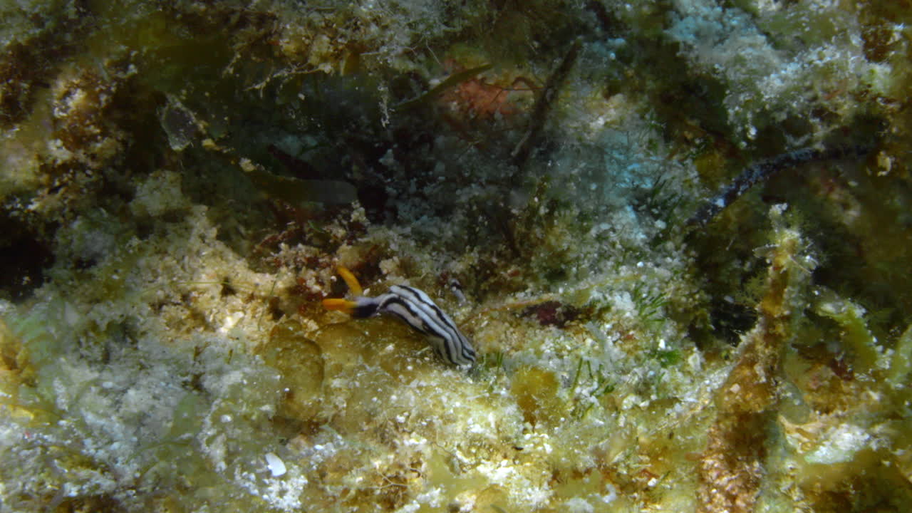 hermosa thuridilla virgata nudibranch pastoreando suavemente el suave parche de coral