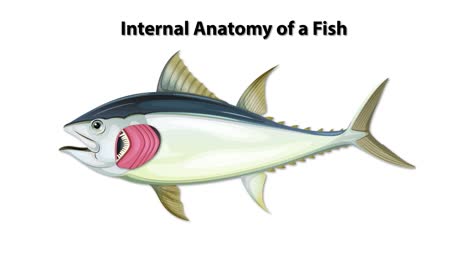 detailed anatomical illustration of a fish