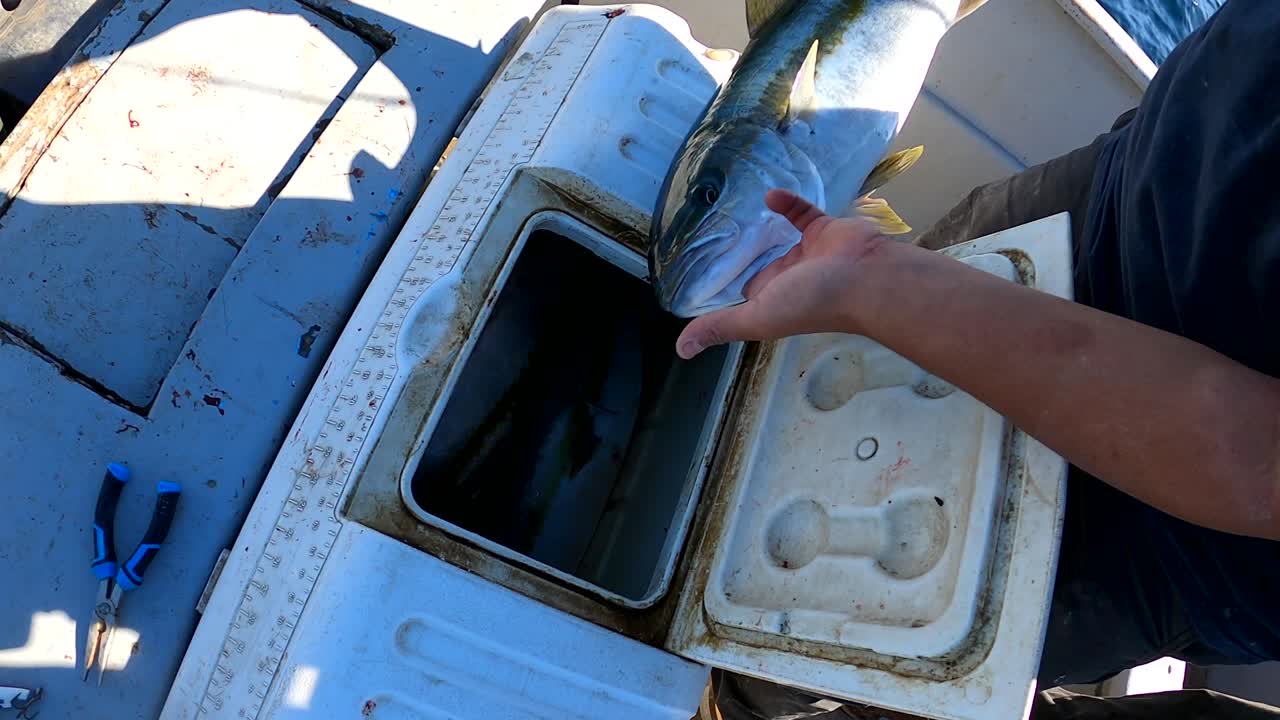 어부가 들고 있는 해양 쿨러에 방어 물고기가 미끄러져 들어갑니다.