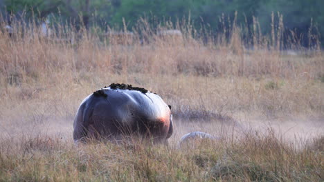 a mother and young hippo walking in the golden grassland together - close up