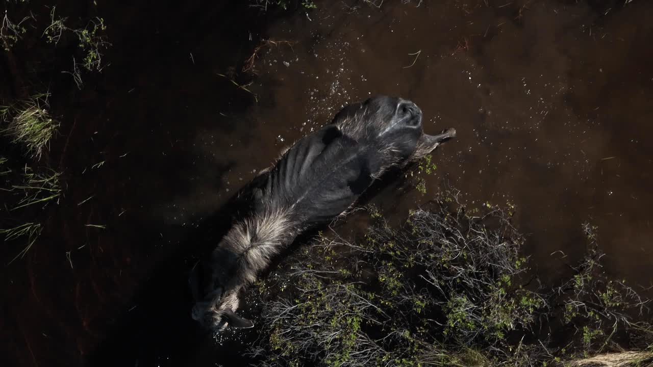 alce caminando por la planicie de inundación del río forrajeando vegetación fotografía cenital