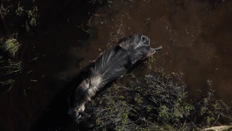 alce caminando por la planicie de inundación del río forrajeando vegetación fotografía cenital