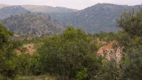 South-african-Giraffe-walking-by-green-bushes-in-the-Kruger-Park-savannah