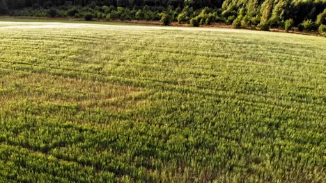 Aerial-shot-of-a-green-meadow-in-pomeranian-district-in-Poland