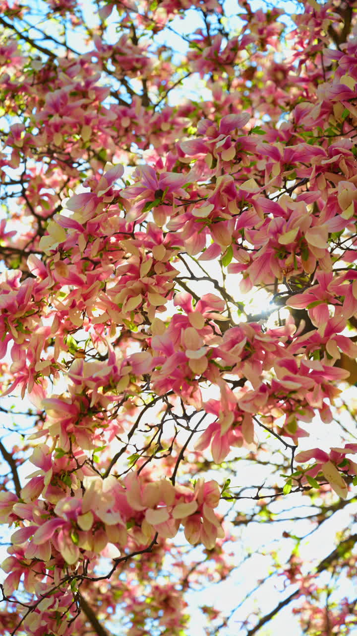Close up of pink and white magnolia flowers blooming. Detailed view of magnolia blossoms on branches against a bright sky in springtime