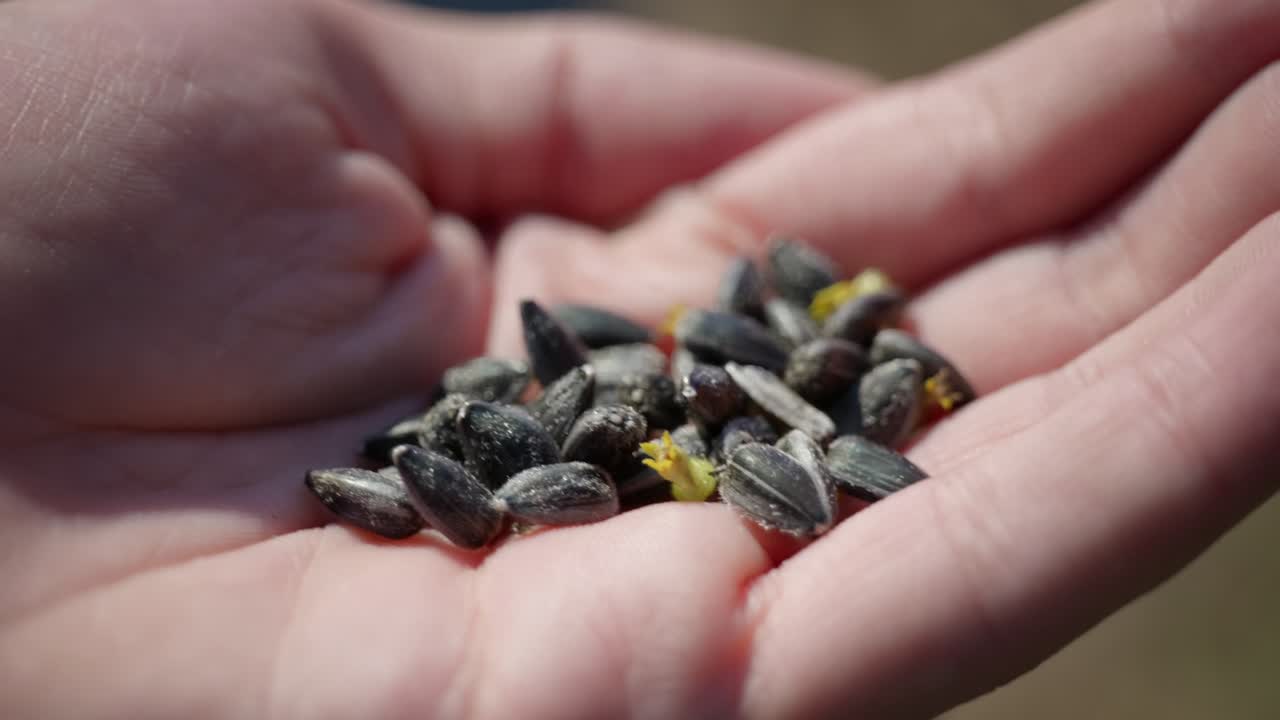 Hand showing black sunflower seeds on a sunny Summer Day in Europe, farming sun flower, close-up, flower, agriculture, seeds, 4k, black seeds, sunflower