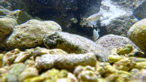 marine fishes swimming on stony bottom under shallow water