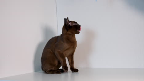 purebred brown kitten with a toy. charming birman cat playing with bright toy at home. healthy young pedigree cat indoors.