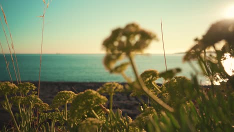 Ocean-shoreline-cliff-rock-with-oak-and-vegetation-closeup-out-of-focus-tilt-down-at-sunset-with-blue-sky-4K